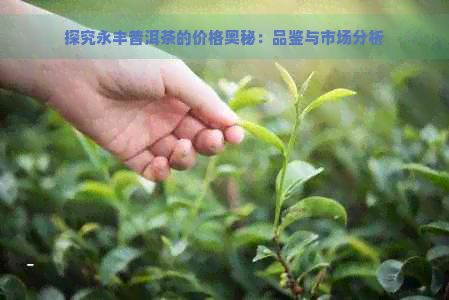 探究永丰普洱茶的价格奥秘：品鉴与市场分析