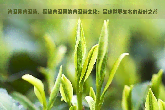 普洱县普洱茶，探秘普洱县的普洱茶文化：品味世界知名的茶叶之都