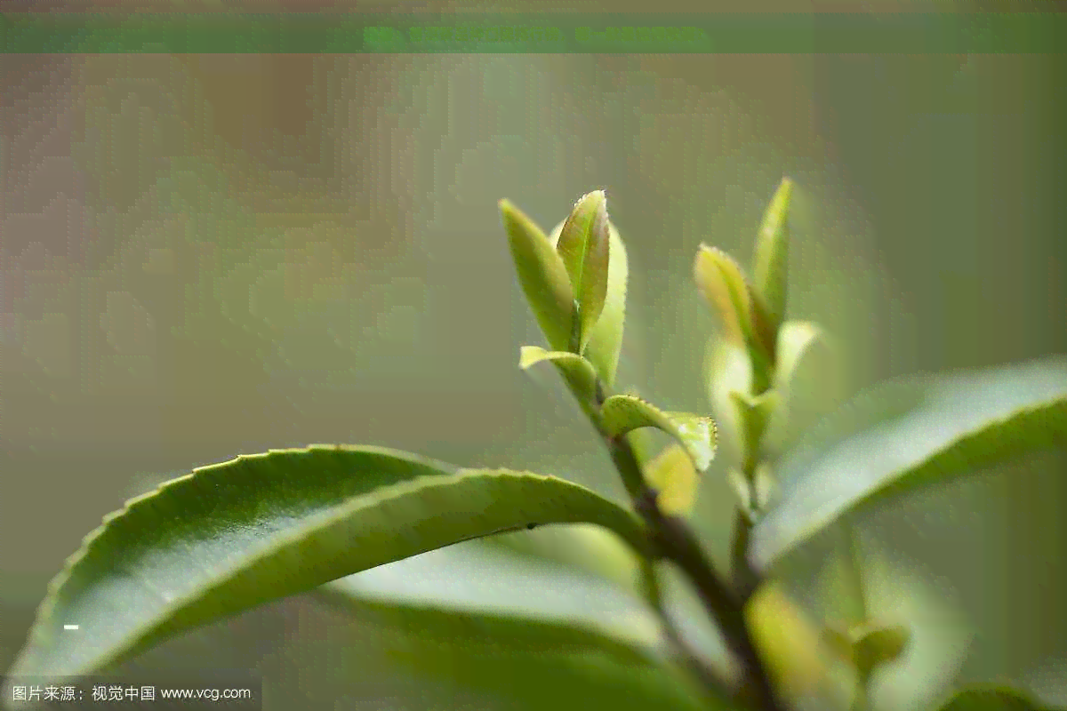 揭秘：普洱茶品种口碑排行榜，哪一款最值得收藏？