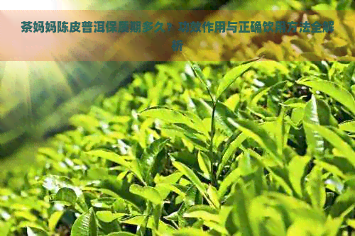 茶妈妈陈皮普洱保质期多久？功效作用与正确饮用方法全解析