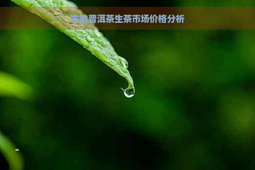 古韵普洱茶生茶市场价格分析