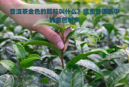 普洱茶金色的颗粒叫什么？揭密普洱茶中的金色粉末