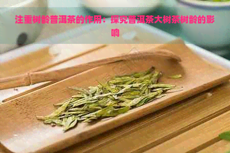 注重树龄普洱茶的作用：探究普洱茶大树茶树龄的影响