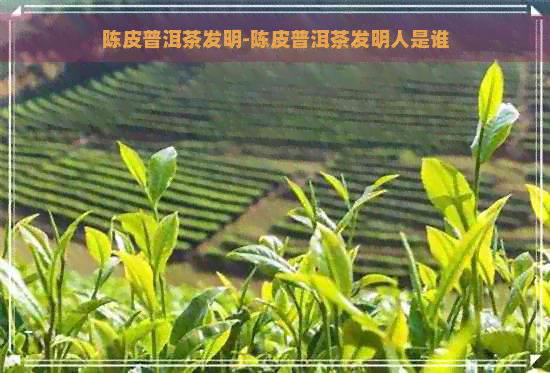 陈皮普洱茶发明-陈皮普洱茶发明人是谁