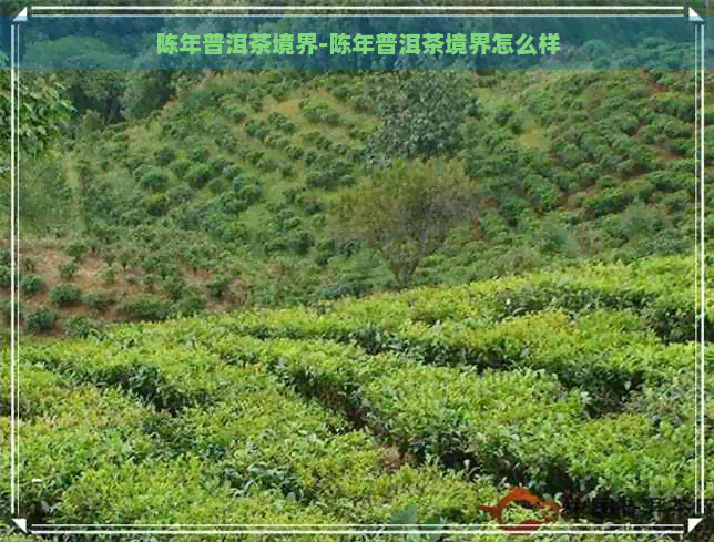 陈年普洱茶境界-陈年普洱茶境界怎么样