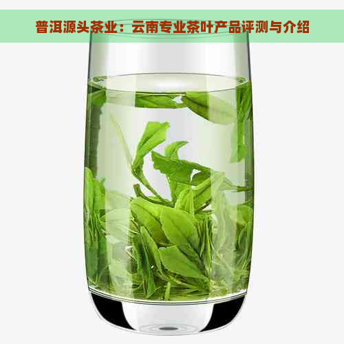 普洱源头茶业：云南专业茶叶产品评测与介绍