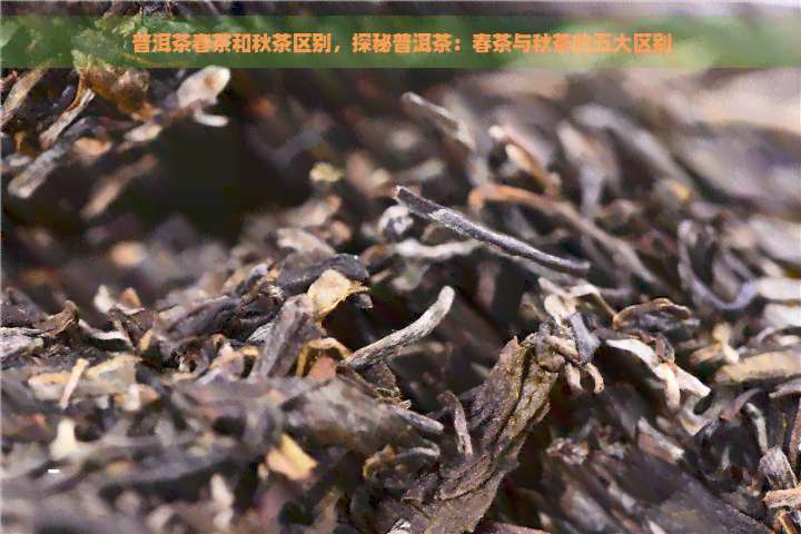 普洱茶春茶和秋茶区别，探秘普洱茶：春茶与秋茶的五大区别