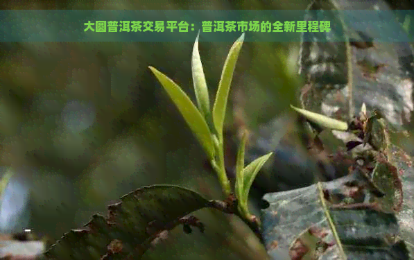 大圆普洱茶交易平台：普洱茶市场的全新里程碑