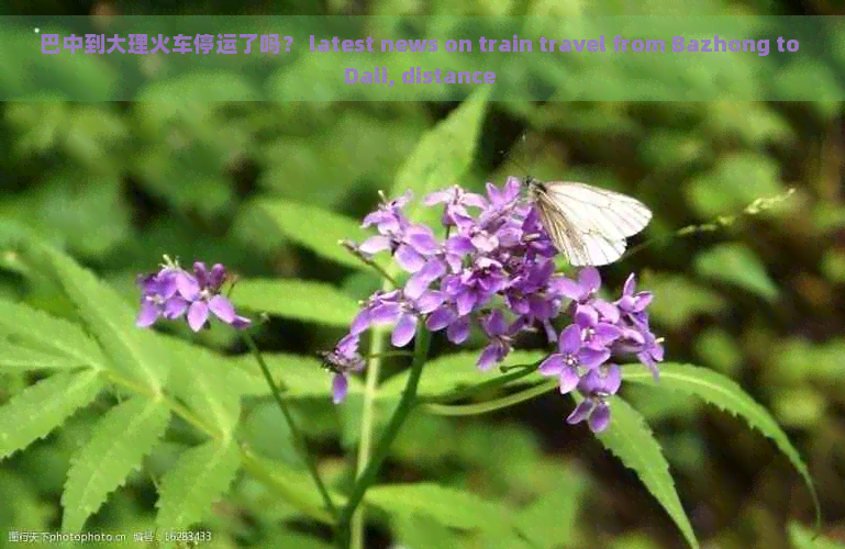 巴中到大理火车停运了吗？ latest news on train travel from Bazhong to Dali, distance 