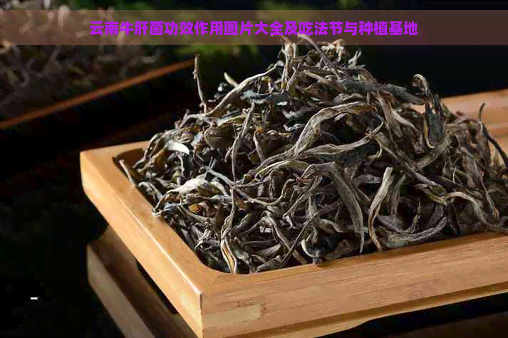 云南牛肝菌功效作用图片大全及吃法节与种植基地