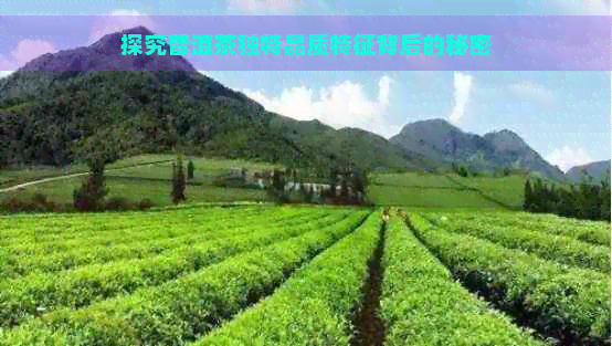 探究普洱茶独特品质特征背后的秘密