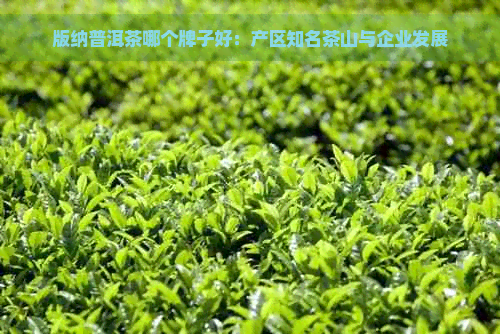 版纳普洱茶哪个牌子好：产区知名茶山与企业发展