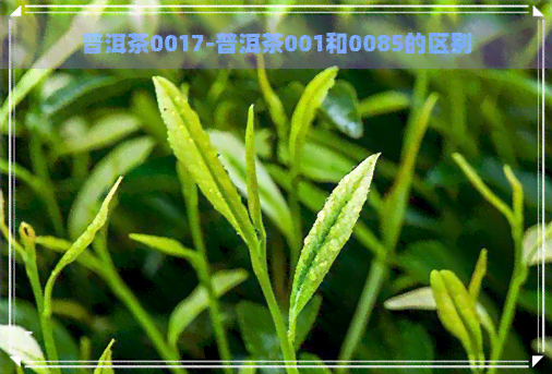 普洱茶0017-普洱茶001和0085的区别