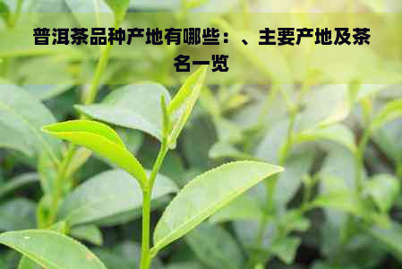 普洱茶品种产地有哪些：、主要产地及茶名一览