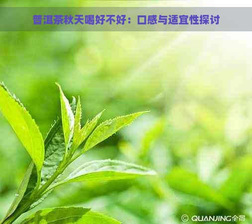 普洱茶秋天喝好不好：口感与适宜性探讨