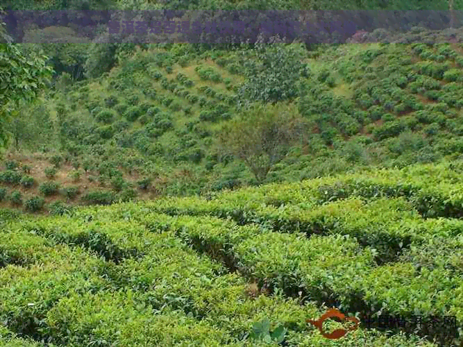 普洱茶是否适合秋饮用：解码其上火风险