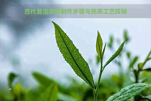 古代普洱茶的制作步骤与熟茶工艺探秘