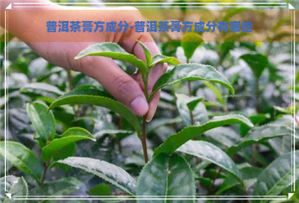 普洱茶膏方成分-普洱茶膏方成分有哪些