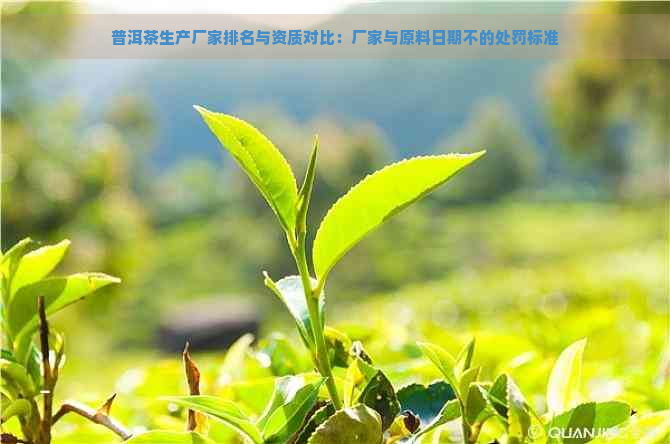 普洱茶生产厂家排名与资质对比：厂家与原料日期不的处罚标准