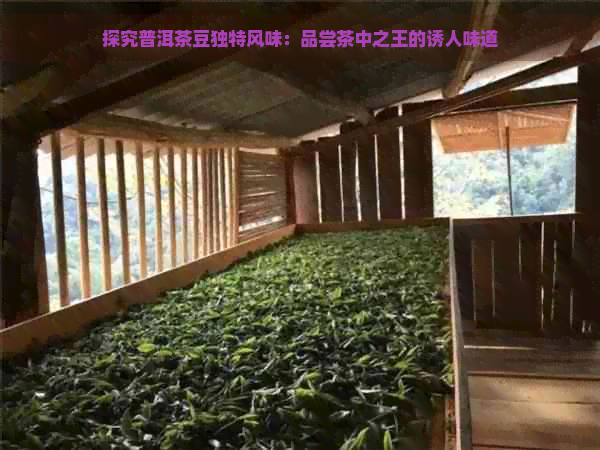 探究普洱茶豆独特风味：品尝茶中之王的诱人味道