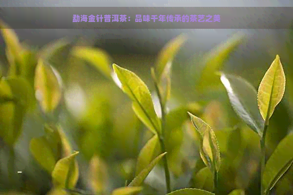 勐海金针普洱茶：品味千年传承的茶艺之美