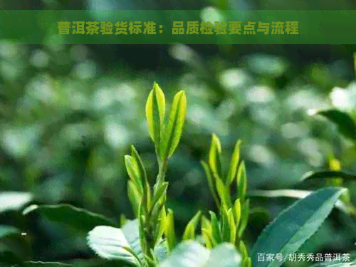 普洱茶验货标准：品质检验要点与流程