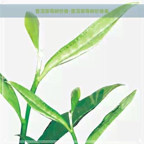 普洱茶母树价格-普洱茶母树价格表