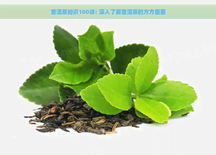 普洱茶知识100讲: 深入了解普洱茶的方方面面