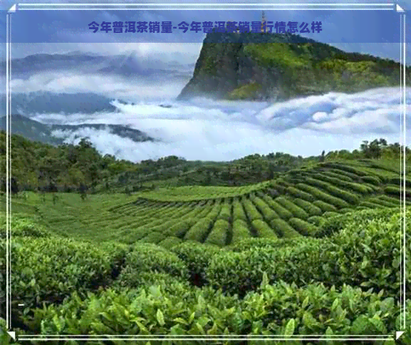 今年普洱茶销量-今年普洱茶销量行情怎么样