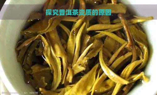 探究普洱茶变质的原因