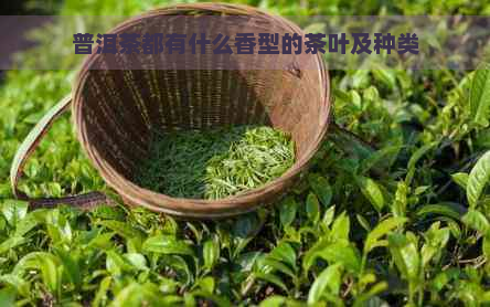 普洱茶都有什么香型的茶叶及种类