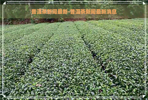 普洱茶新闻最新-普洱茶新闻最新消息