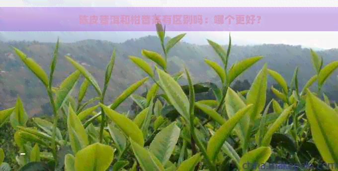 陈皮普洱和柑普茶有区别吗：哪个更好？