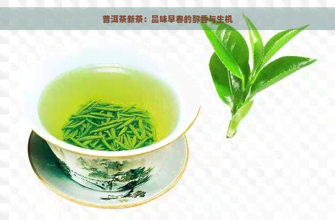 普洱茶新茶：品味早春的醇香与生机