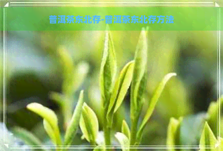 普洱茶东北存-普洱茶东北存方法