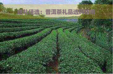 送礼佳选：普洱茶礼品选购指南