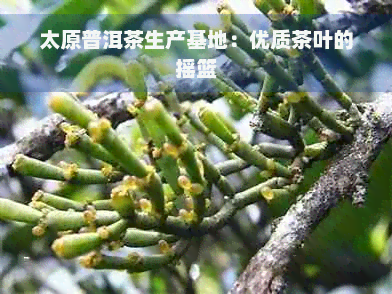 太原普洱茶生产基地：优质茶叶的摇篮