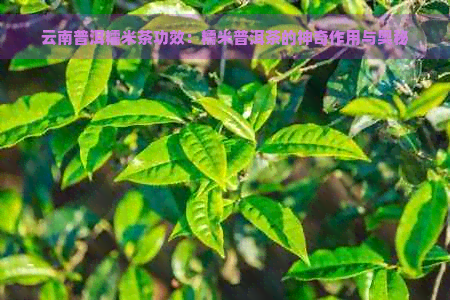 云南普洱糯米茶功效：糯米普洱茶的神奇作用与奥秘