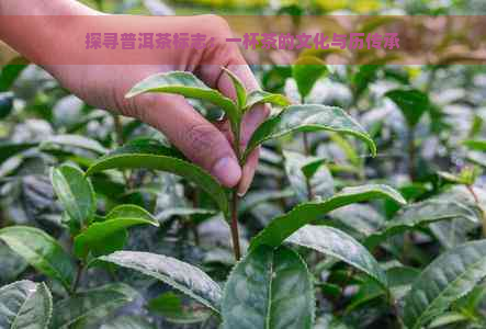 探寻普洱茶标志：一杯茶的文化与历传承