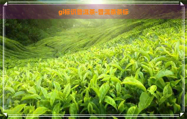 gi标识普洱茶-普洱茶茶标