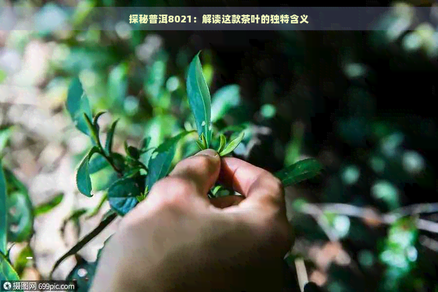 探秘普洱8021：解读这款茶叶的独特含义