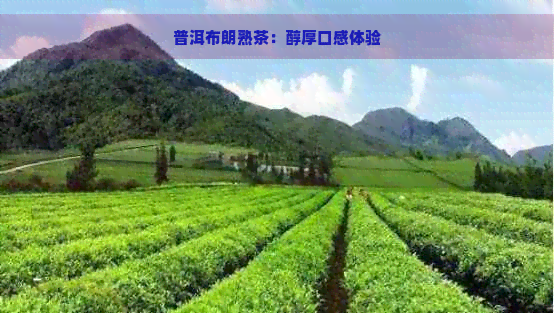 普洱布朗熟茶：醇厚口感体验