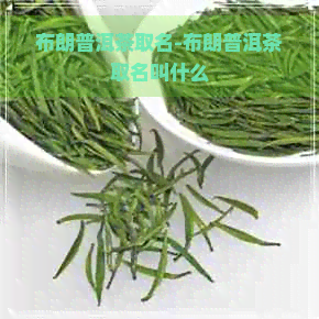 布朗普洱茶取名-布朗普洱茶取名叫什么