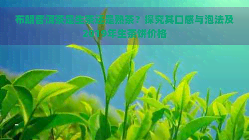 布朗普洱茶是生茶还是熟茶？探究其口感与泡法及2019年生茶饼价格