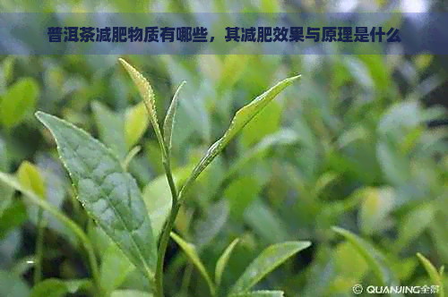 普洱茶减肥物质有哪些，其减肥效果与原理是什么