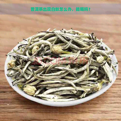 普洱茶出现白蚁怎么办，能喝吗？