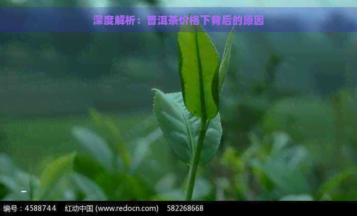 深度解析：普洱茶价格下背后的原因