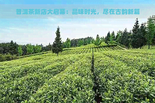 普洱茶新店大启幕：品味时光，尽在古韵新篇