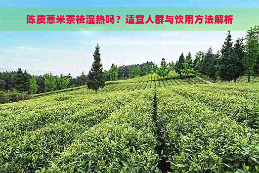 陈皮薏米茶祛湿热吗？适宜人群与饮用方法解析