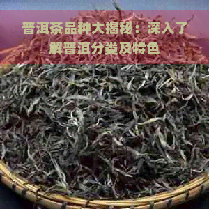 普洱茶品种大揭秘：深入了解普洱分类及特色